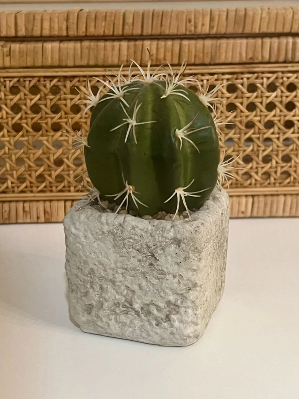 Mini Cactus & Succulent Concrete Planter Home Decor Bundle Set